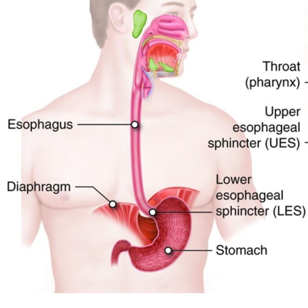 आहार नली एवं पेट की जाँच (Upper GI)